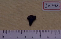 藏品(真鯊牙齒化石、鼬鯊牙齒化石)的圖片